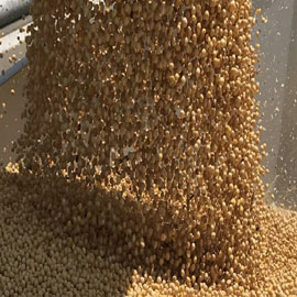 SOYBEANS