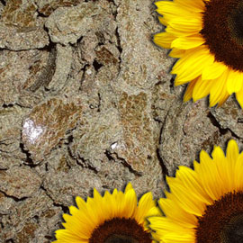 SUNFLOWER CAKE PROTEIN 34%